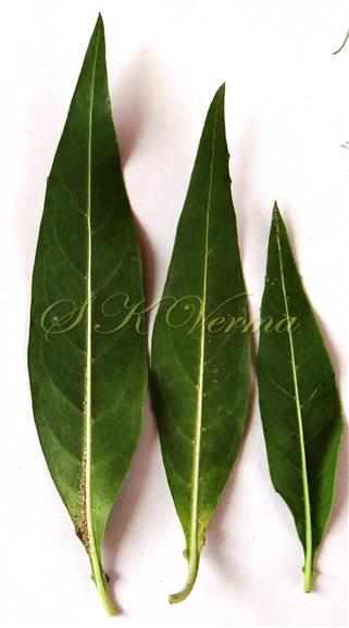  Leaves